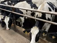 Kuh, Holstein-Rasse — Foto 1