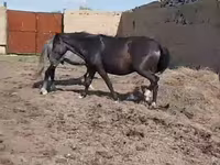 घोड़ी, Horse breed — फ़ोटो 3
