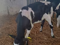 Kuh, Holstein-Rasse — Foto 1