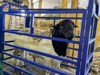 كبش, Hissar sheep — الصورة 5