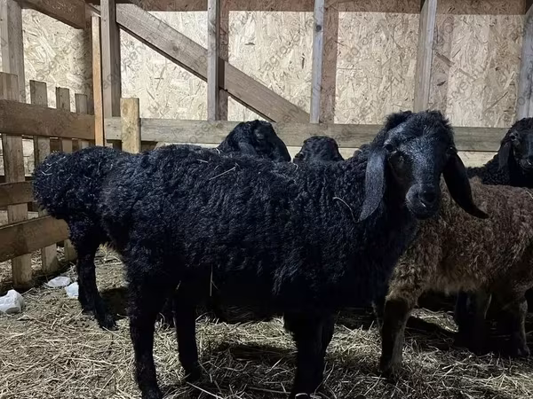 Carnero, Baerchuke sheep