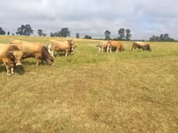 ষাঁড়, Aubrac cattle — ছবি 4