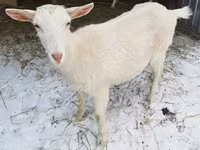 ছাগী, Saanen goat — ছবি 2