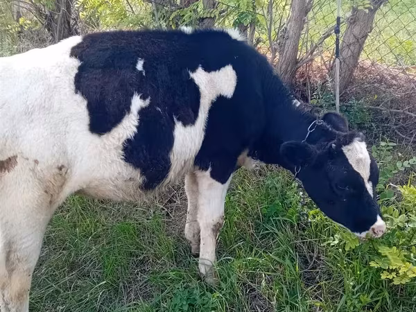 Vaca, Raza Holstein
