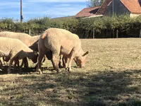 ভেড়ার পাঁঠা, Charollais sheep — ছবি 2