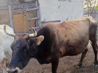 Vaca, Raza Alatau — foto 2