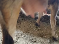 गाय, अलाताऊ नस्ल — फ़ोटो 4