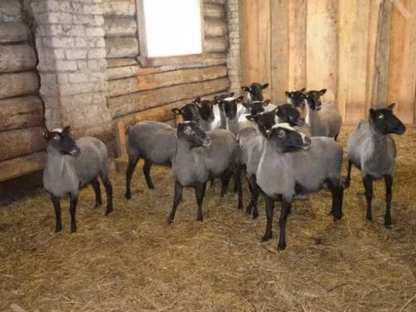 كبش, Romanov sheep