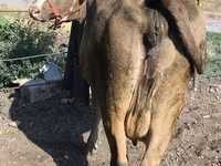 गाय, अलाताऊ नस्ल — फ़ोटो 2