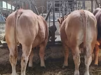 ষাঁড়, লিমোজিন গরু — ছবি 3