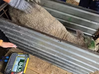 نعجة, Kuibyshev sheep — الصورة 4