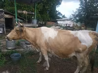 গাভী, Simmental cattle — ছবি 2