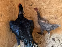 Chickens — ছবি 4