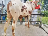 ষাঁড়, গরু — ছবি 1