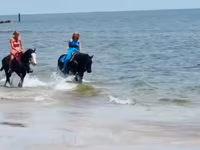 Stute, Quarter Horse — Foto 4