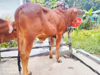 Toro, Ganado vacuno — foto 3