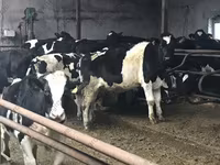 Bull, Russian Black pied cattle — photo 4