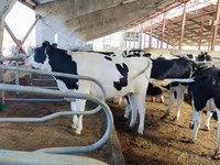 Bulle, Holstein-Rasse — Foto 3