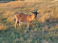 Cabra, Alpine goat — foto 2