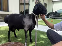 كبش, Rhon sheep — الصورة 3