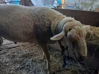 كبش, Lacaune sheep — الصورة 1