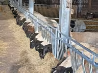 ভেড়ার পাঁঠা, Dorper sheep — ছবি 5