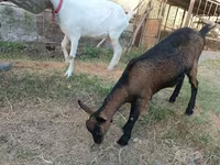 Ziege, Saanen goat — Foto 3