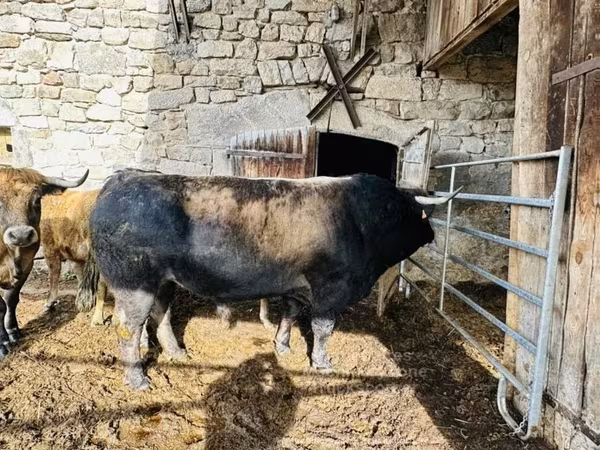 Aubrac cattle
