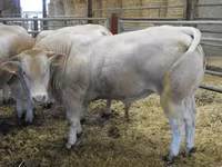 ষাঁড়, Blonde d’Aquitane cattle — ছবি 3