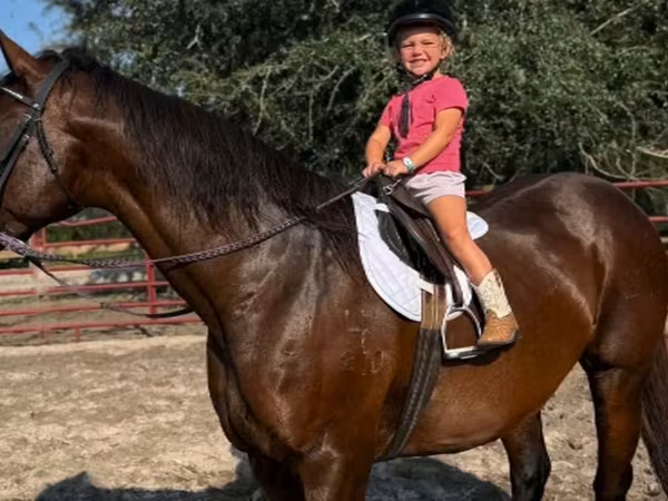 Yegua, Quarter Horse