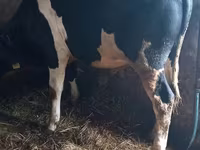 Bulle, Holstein-Rasse — Foto 3