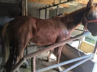 घोड़ा, Thoroughbred horse — फ़ोटो 6