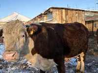 Vaca, Hereford — foto 5
