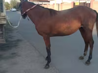 घोड़ी, Anglo-Arabian — फ़ोटो 3
