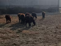 ثور, الماشية — الصورة 1