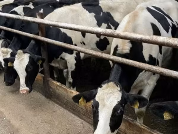 Kuh, Holstein-Rasse