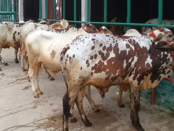 ষাঁড়, গরু — বাংলাদেশ