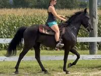 घोड़ी, Przewalski's horse — फ़ोटो 7