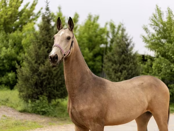 فرس, Akhal-Teke