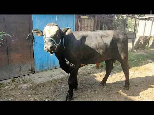 ثور, أبردين - أنغوس