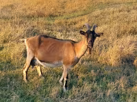 Cabra, Alpine goat — foto 1