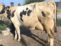 গাভী, Swiss cattle — ছবি 6