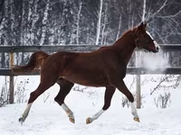 घोड़ी, American shetland pony — फ़ोटो 5