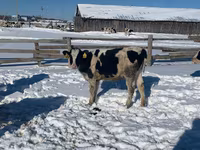 Cow, Russian Black pied cattle — photo 2