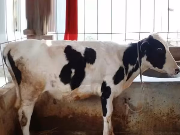 গাভী, বিফালো — বাংলাদেশ