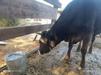 गाय, अलाताऊ नस्ल — फ़ोटो 2