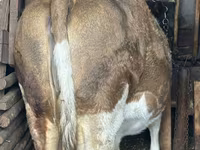 Cow, Cattle — photo 2