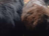 ثور, أبردين - أنغوس — الصورة 7