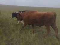 Toro, Russian Black pied cattle — foto 2