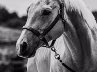 Hengst, Quarter Horse — Foto 6